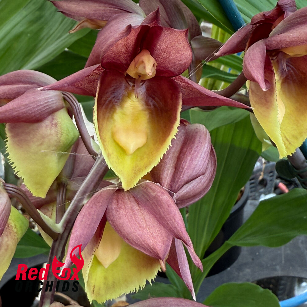 Catasetum Portagee Star 'Brian Lawson Sunrise' HCC/AOS X Catasetum Chuck Taylor 'Sunrise'