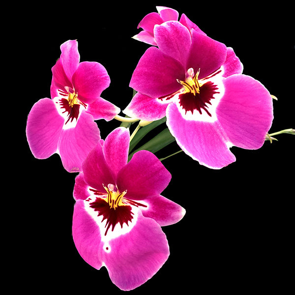 Miltoniopsis Prelapsarian 'Stefanie' Flower
