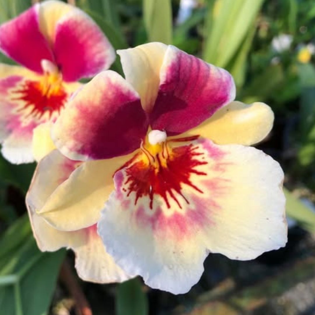 Miltoniopsis Banana Fandango 'Faded Memories'
