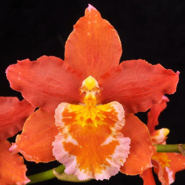 Wilsonara Pacific Panache 'Dorothy Jean'