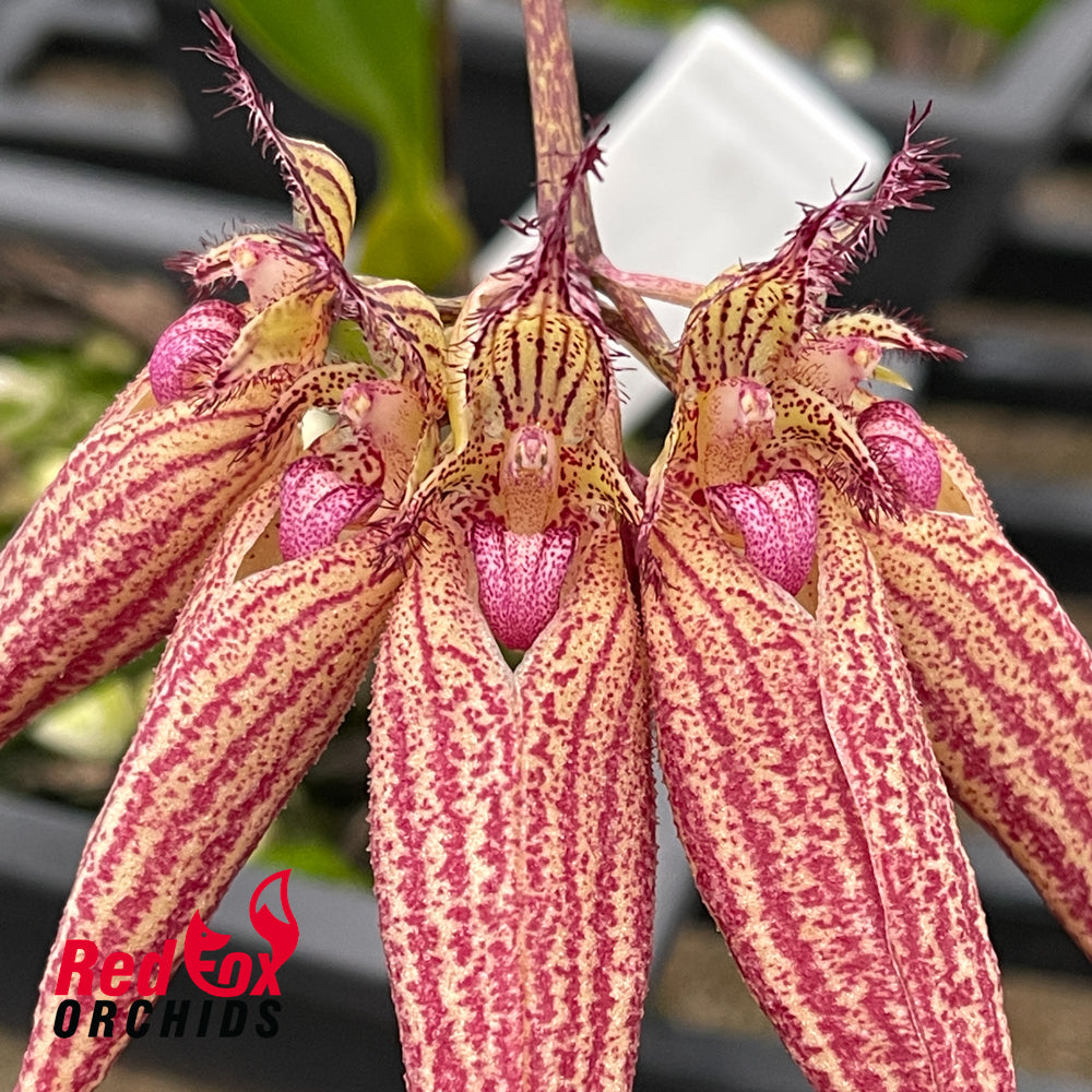 Bulbophyllum Elizabeth Ann Buckleberry