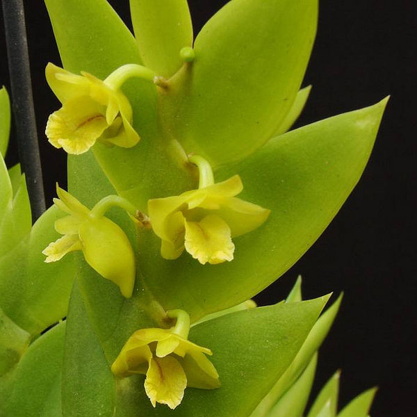 Dendrobium anceps