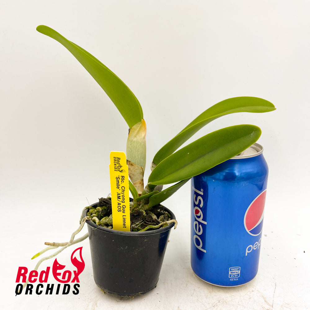 Rhyncholaeliocattleya Chyong Guu Linnet 'Smile' AM/AOS
