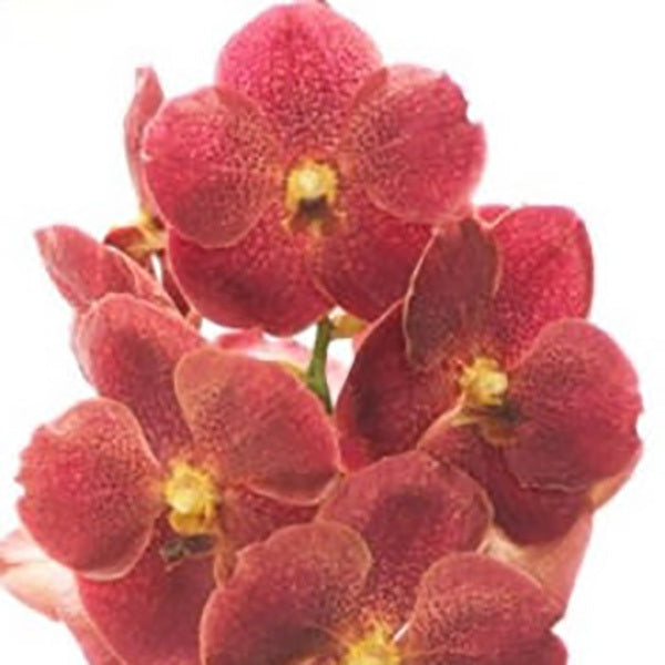 Vanda Adisak Happiness 'Korat'