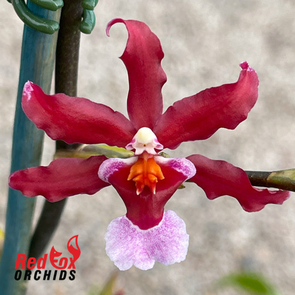 Oncidium Flaming Pole 'Okika'