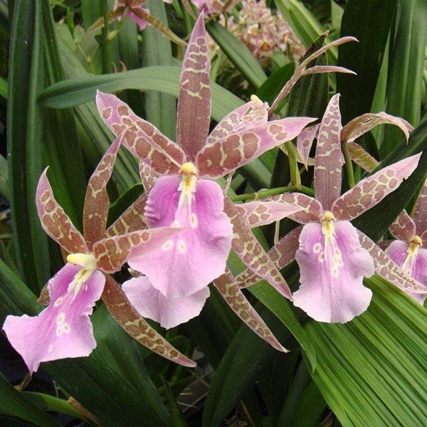 Miltassia Lavender Kiss 'Lavender Taffy'