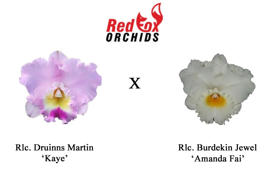 Rlc. Druinn's Martin 'Kaye' x Rlc. Burdekin Jewel 'Amanda Fai'