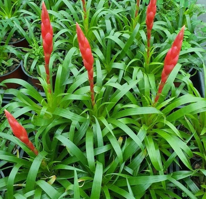 Vriesea Astrid