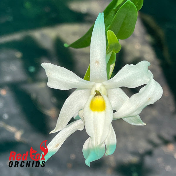 Dendrobium wilsonii