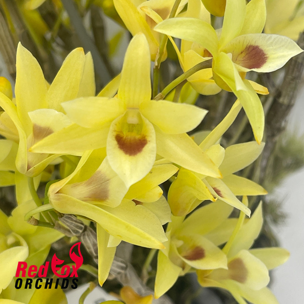 Dendrobium Matos