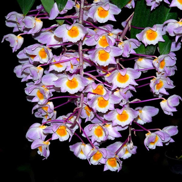 Dendrobium amabile