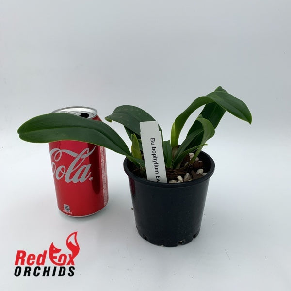 Bulbophyllum Ewok