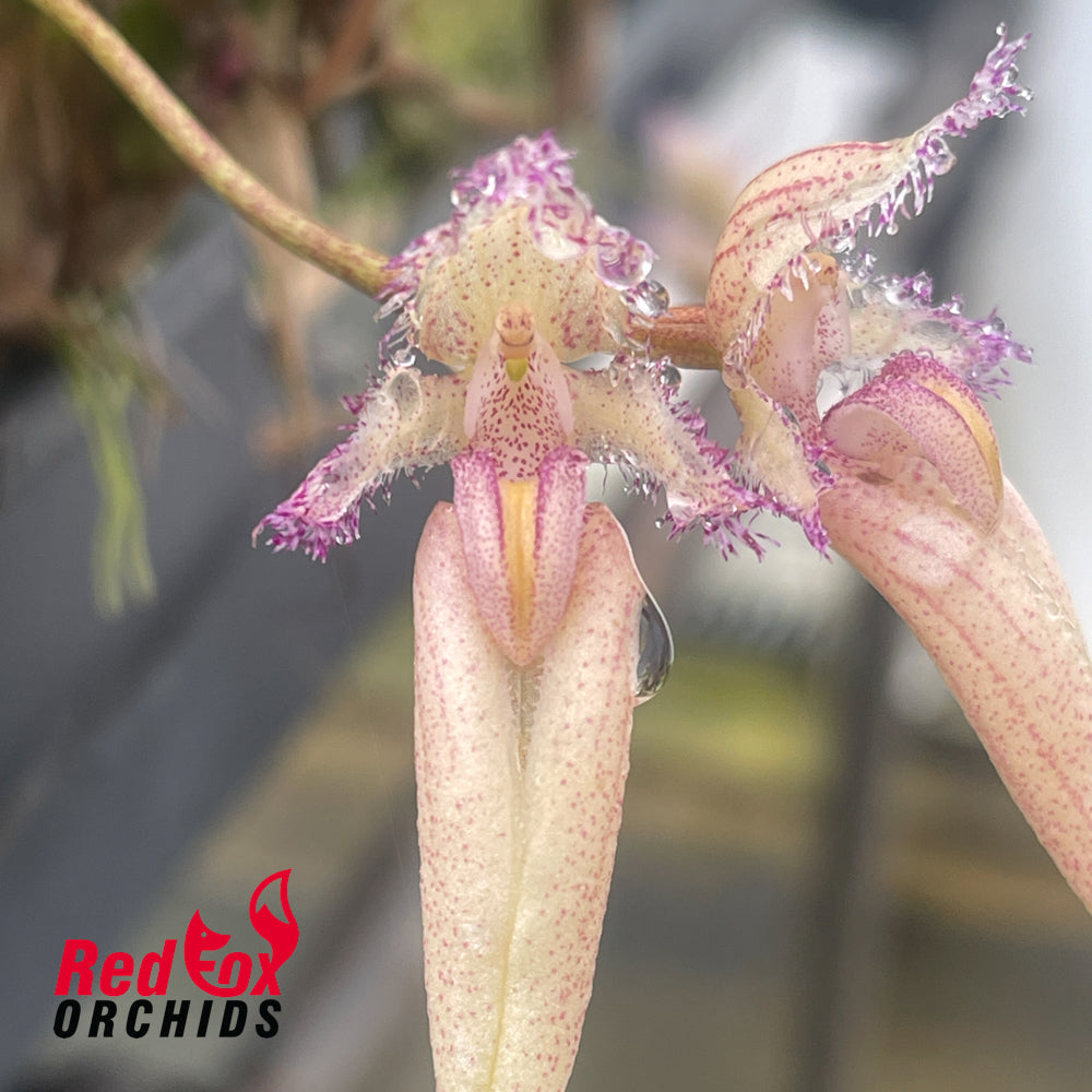 Bulbophyllum Meen Rainbow Rider
