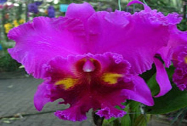Rhyncholaeliocattleya Lucky Stripe 'Mung Korn'