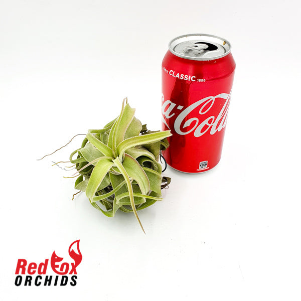 Tillandsia streptophylla