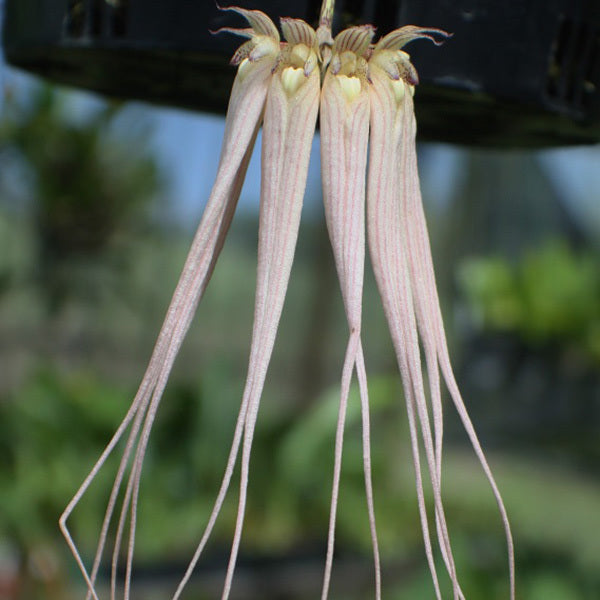 Bulbophyllum longissimum