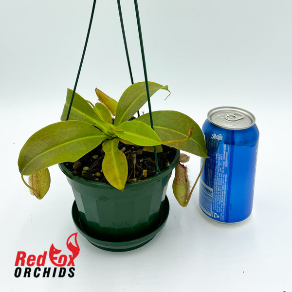 Nepenthes Miranda