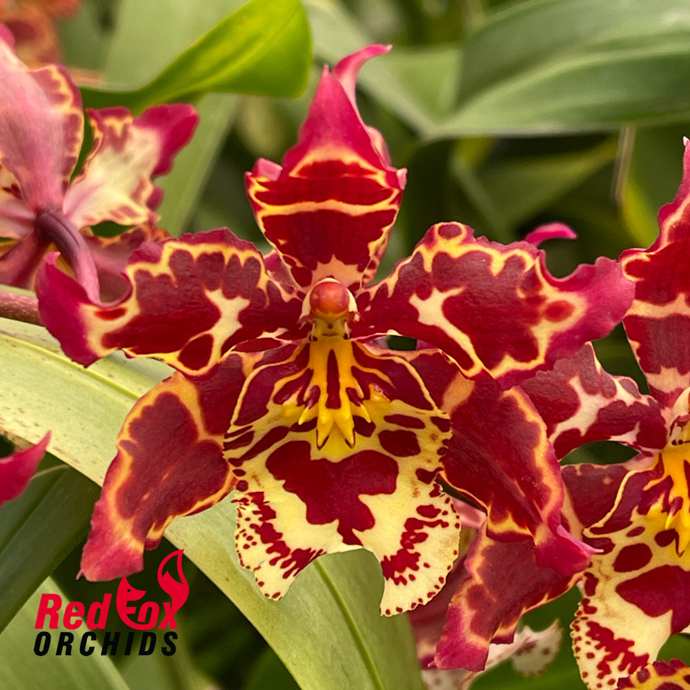 Wilsonara Eye Candy ‘Pinkie'