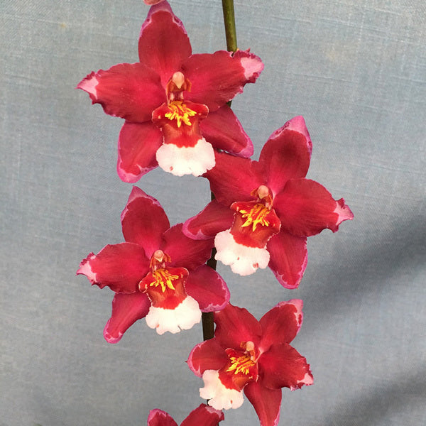 Wilsonara Martian Leather 'Berrylicious'