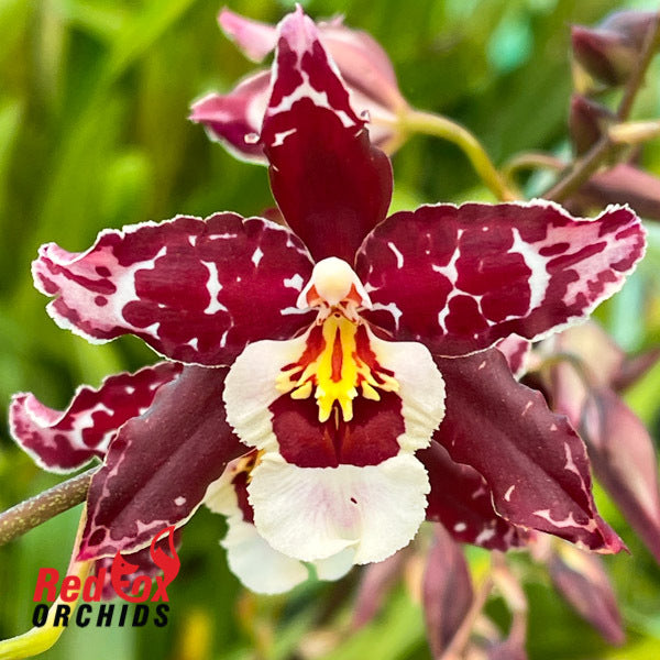 Wilsonara Speckled Apple 'Malika'