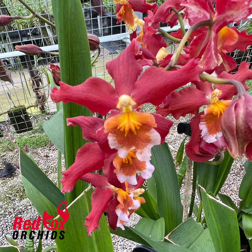 Wilsonara Pacific Panache 'Fire Side Fever'