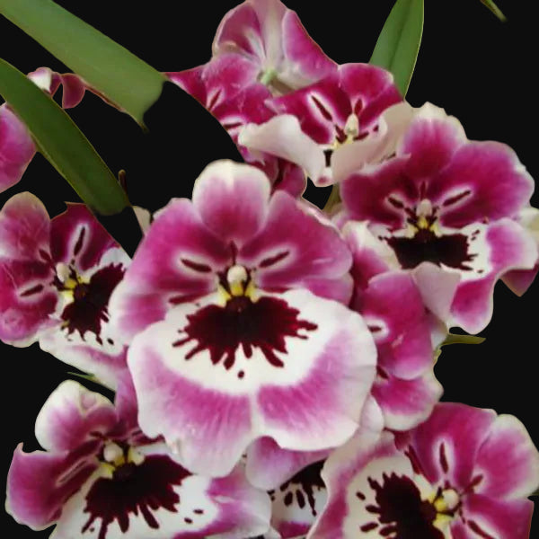 Miltoniopsis Rubenesque 'Brockton' Flower