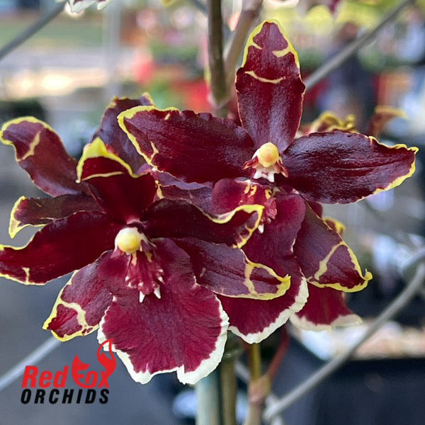 Odontocidium Wildcat 'Bobcat'