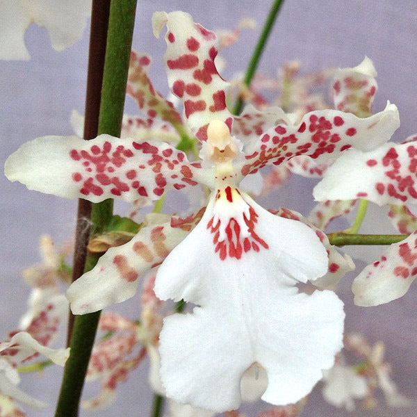 Oncidium Speckle Spire 'Snowflake'