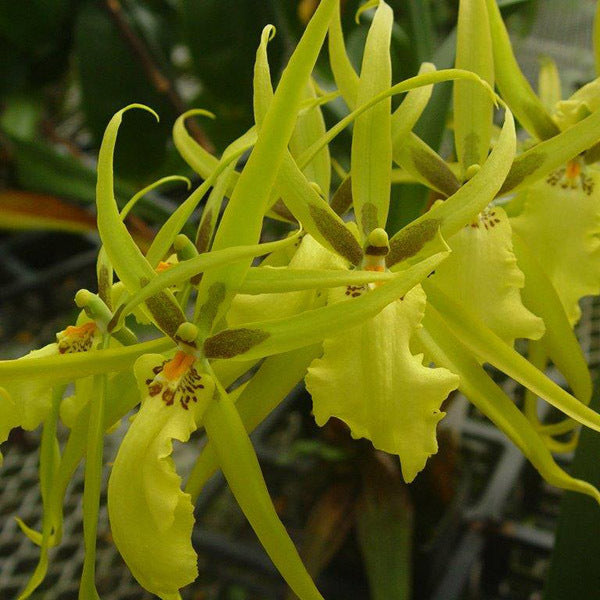 Anikaara Tower of Rex 'Yellow Spider'