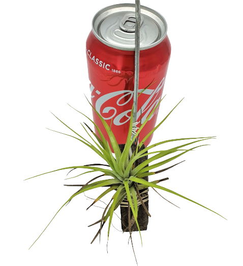 Tillandsia Araujei