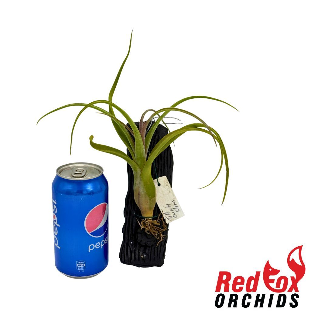 Tillandsia Curly Slim