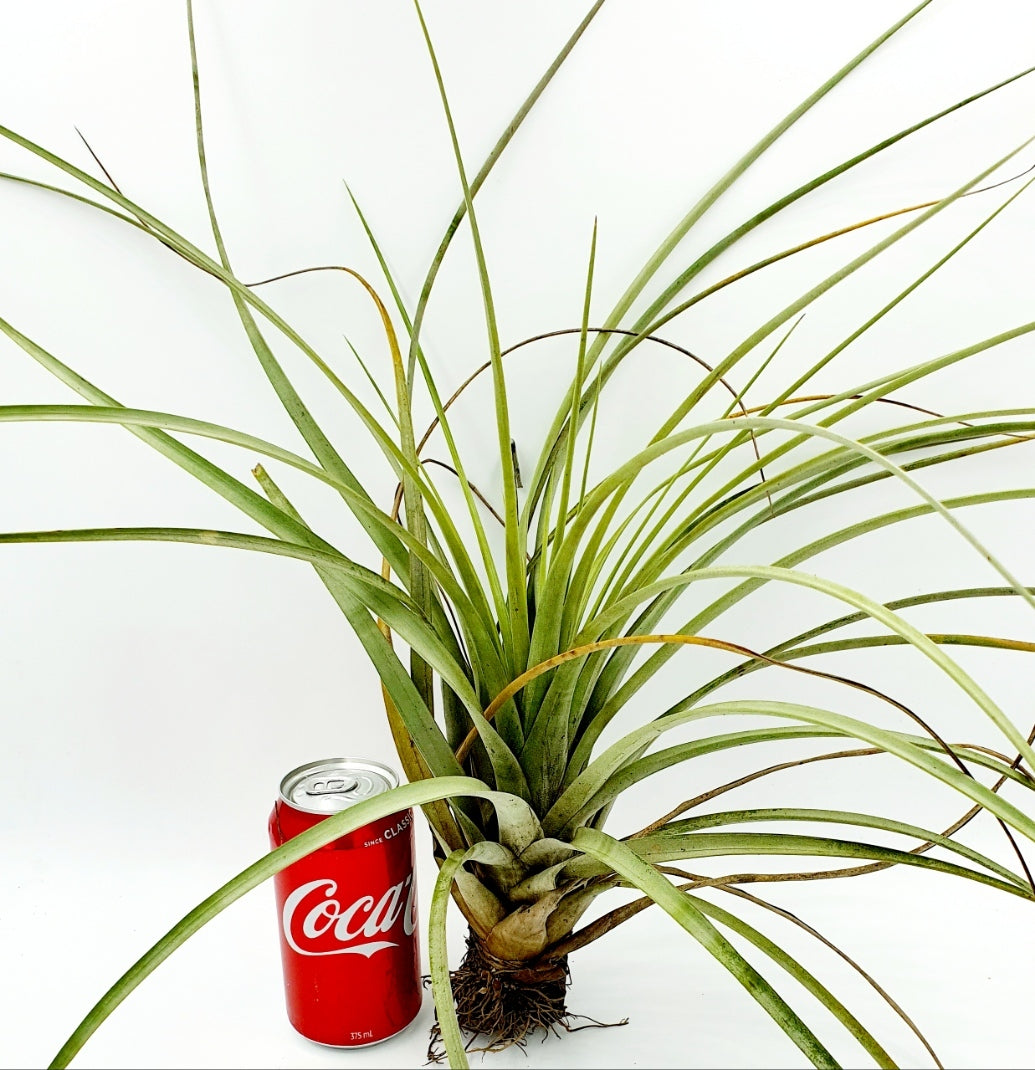 Tillandsia fasciculata estie