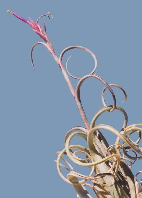 Tillandsia intermedia