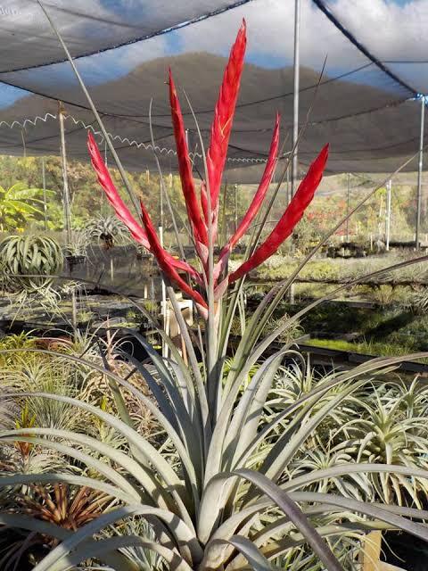 Tillandsia ionantha x baileyi