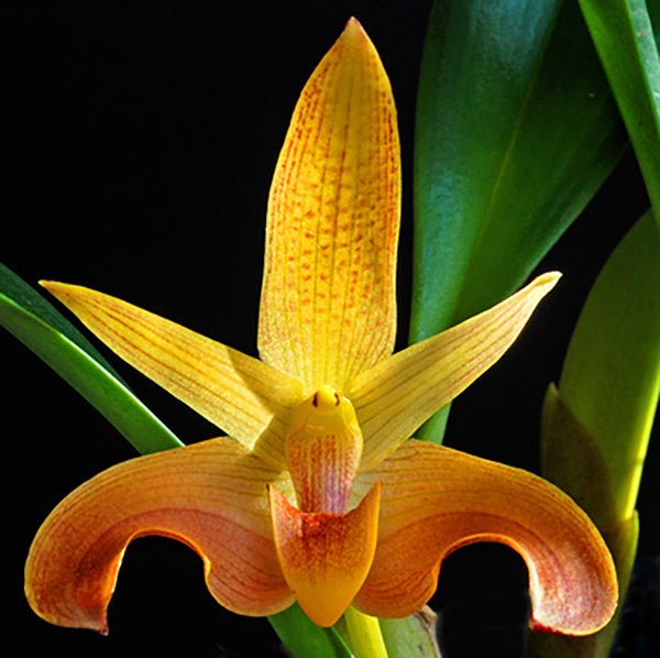 Bulbophyllum lobbii
