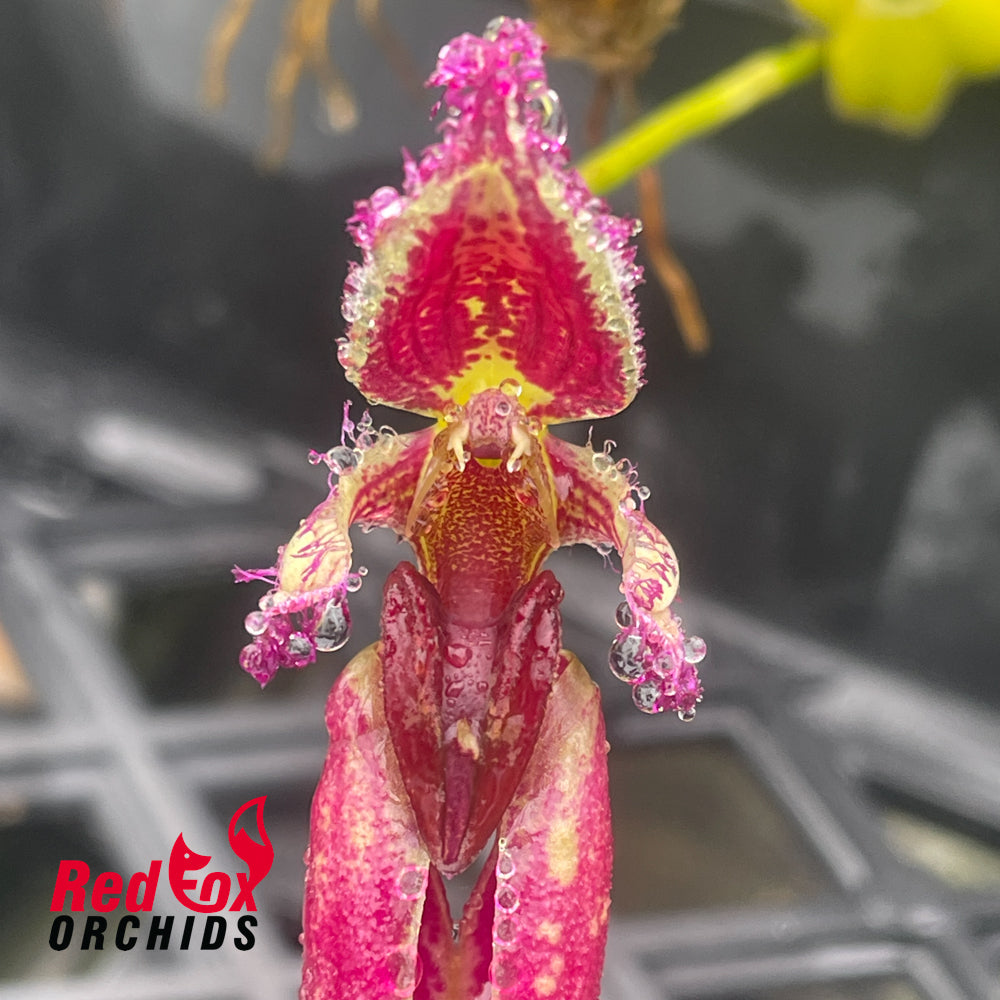 Bulbophyllum fascinator