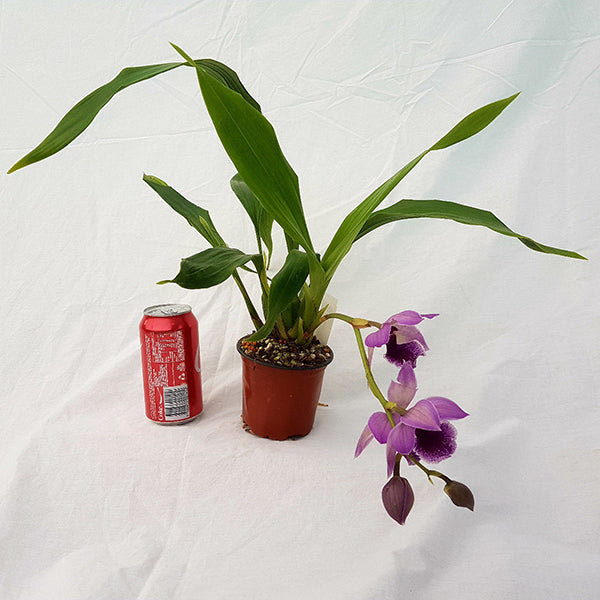 Zygonisia Cynosure ‘Blue Birds’