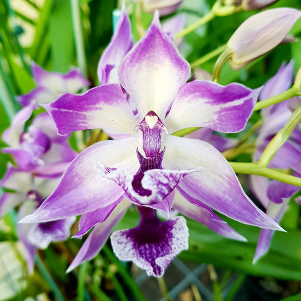 Zygonisia Cynosure ‘Blue Birds’