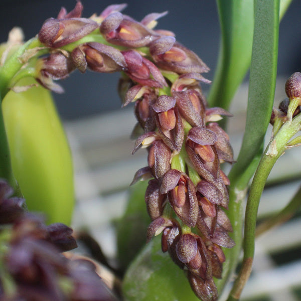 Bulbophyllum tricornoides