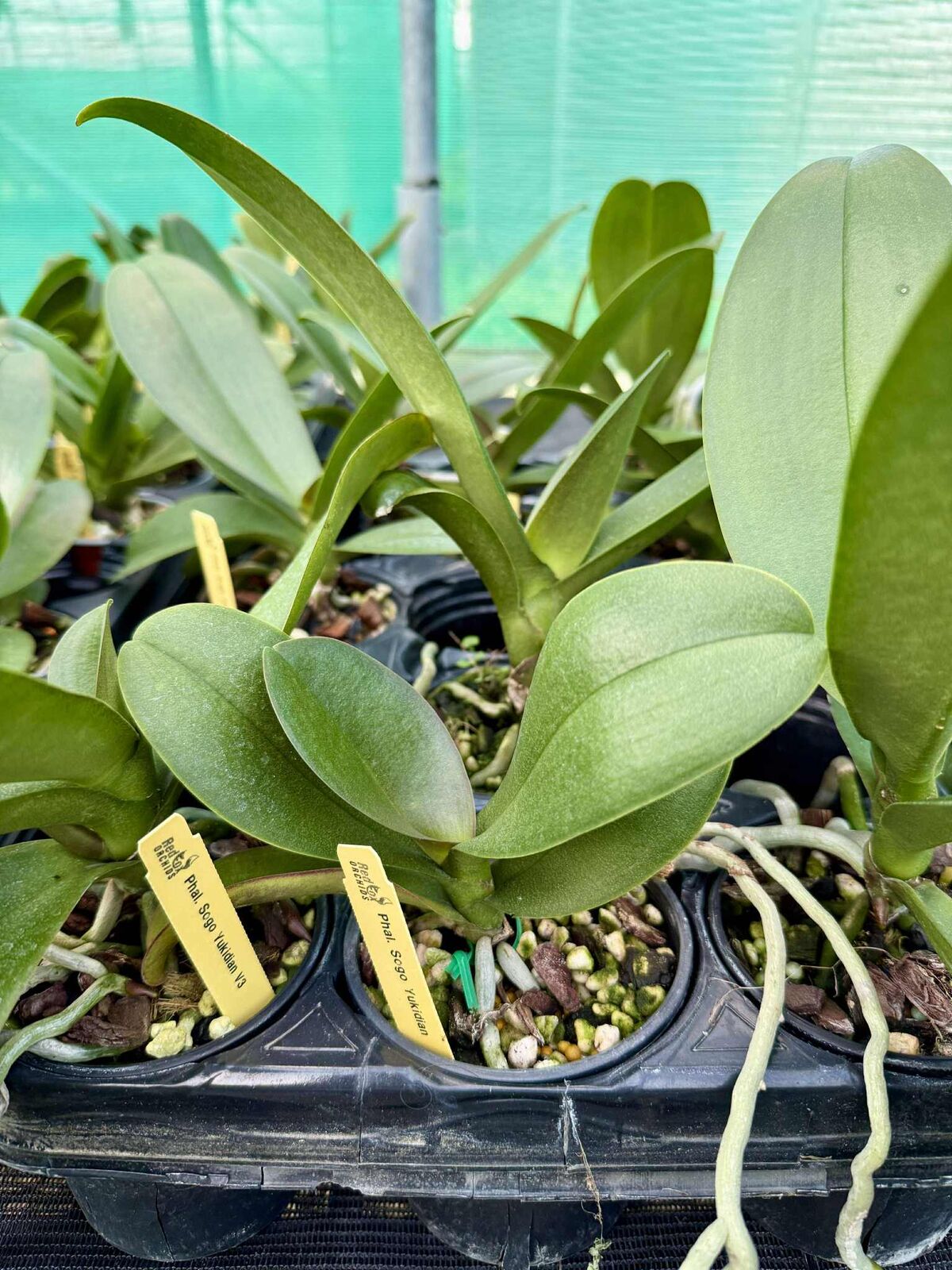 Phalaenopsis Sogo Yukidian 'V3'