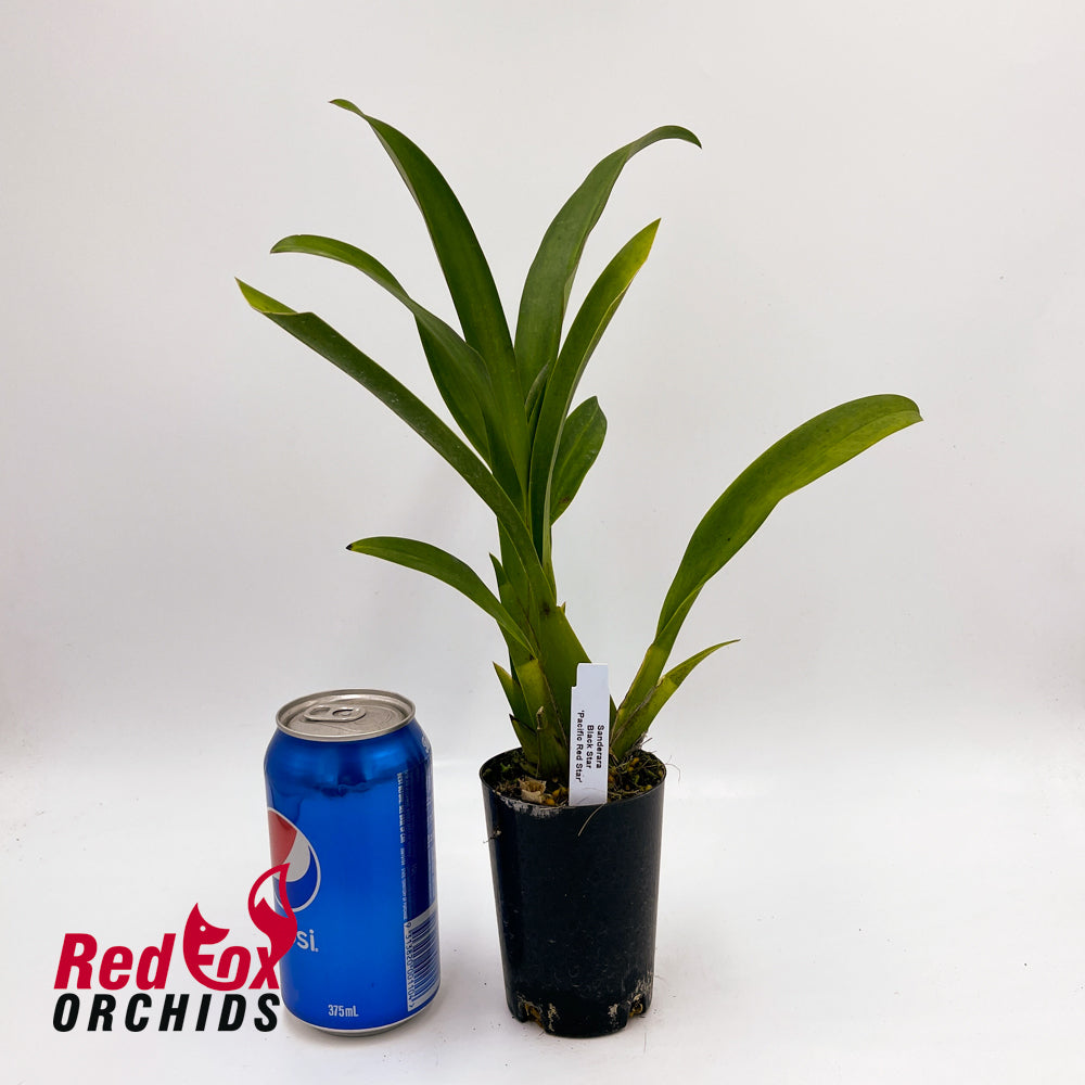 Sanderara Black Star 'Pacific Red Star'