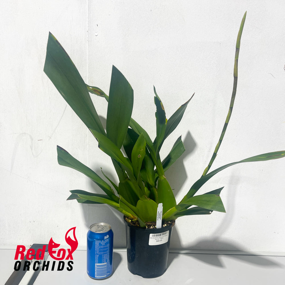 Odontocidium Catatante ‘Kilauea Karma’