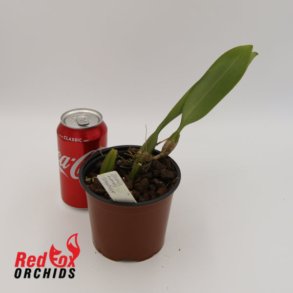 Bulbophyllum Louis Sander