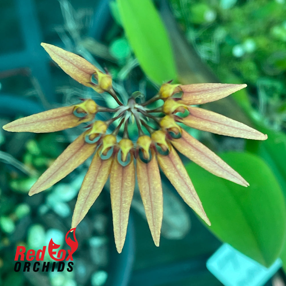 Bulbophyllum lepidum x mastersainum