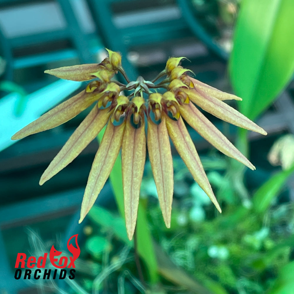 Bulbophyllum lepidum x mastersainum