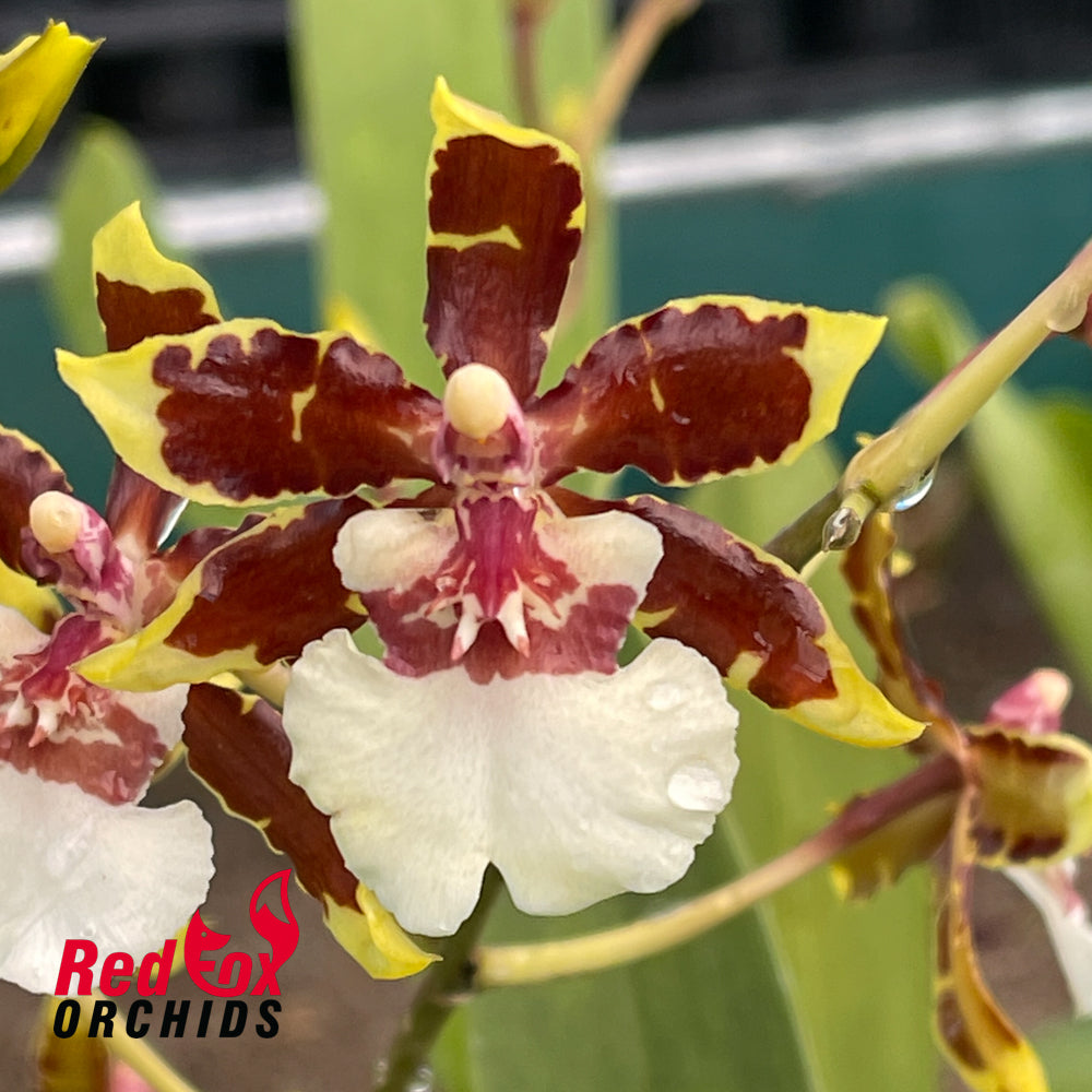 Colmanara Jungle Monarch 'Own Selection'
