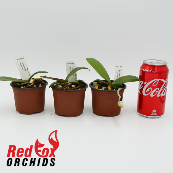 Doritaenopsis Dream Girl