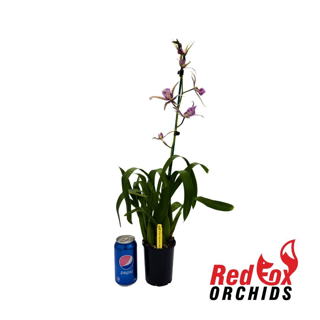Miltassia Charles M. Fitch ‘Izumi’