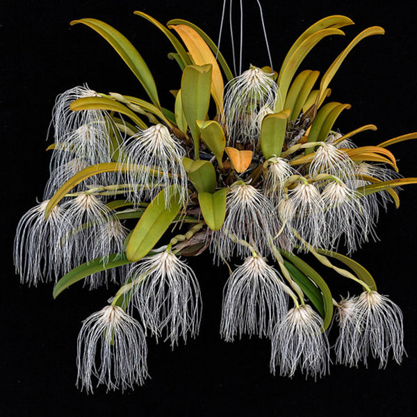 Bulbophyllum medusae