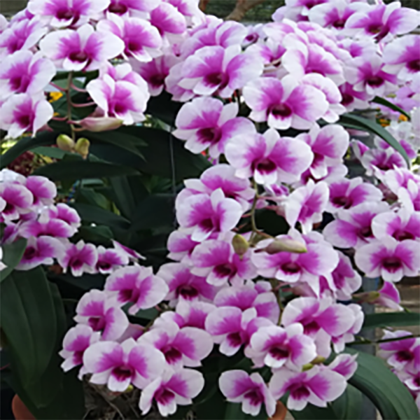 Dendrobium (Seree x Tri Angel)